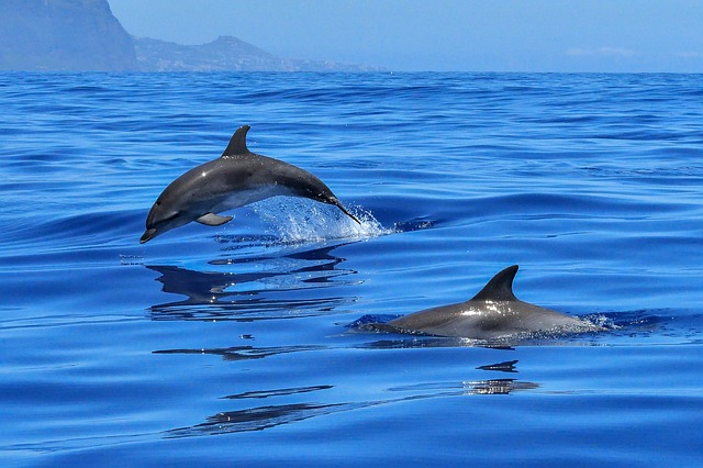 dva delfíni